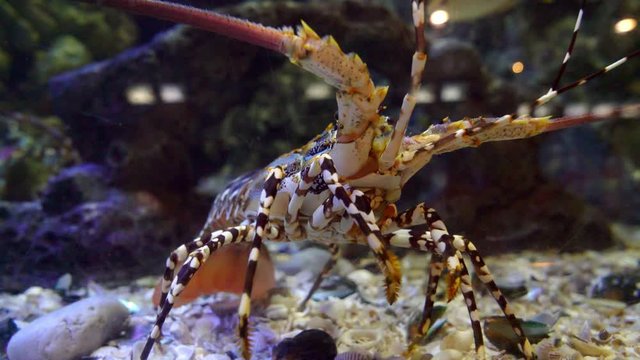closeup spiny lobster in an aquarium
