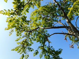 leaves with blue sky