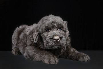 Portrait of a black dog on a dark background