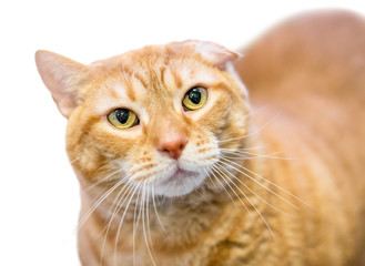An orange tabby domestic shorthair cat with "cauliflower ear," a deformity caused by an injury or ear hematoma