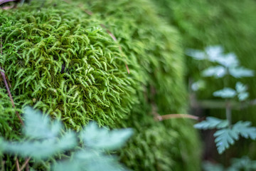 moss in forest