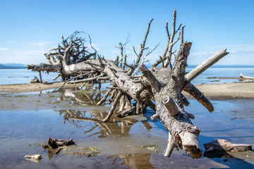 Tree on the beach