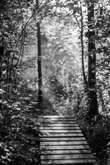 Fototapety  Chodnik w lesie