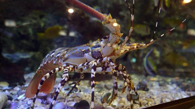 closeup spiny lobster in an aquarium