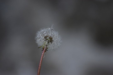 dandelion