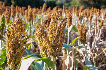 Close up of Milo Grain stalk within a full planted field.