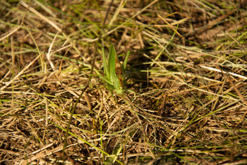 Grasshopper in the summer grass.