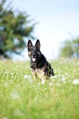 Schäferhund, Hund im Blumenfeld auf der Wiese