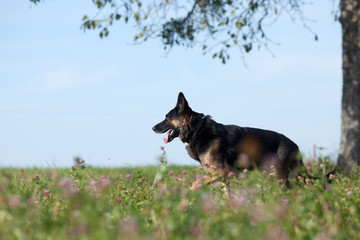 Schäferhund im Sommer in einer Blumen Wiese