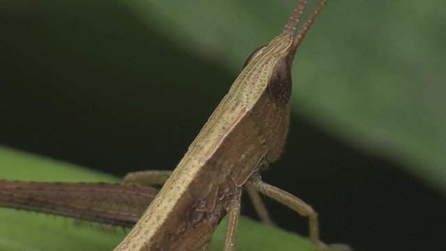 Grasshoppers on the foliage 1357 5