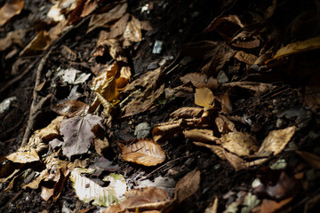 autumn leaves background