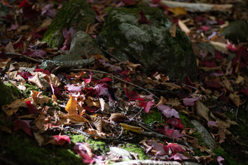 autumn leaves