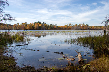 autumn woodland swampy lake