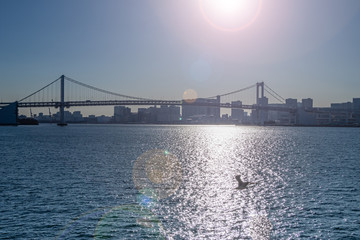 晴海ふ頭から見た東京湾に夕日の中飛ぶユリカモメ