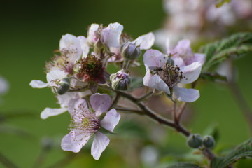 blackberry blossom