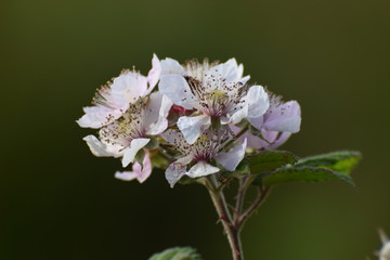 blackberry blossoms