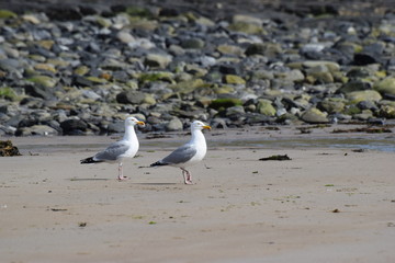 birds