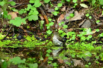 気持ちよさそうに水浴びするキビタキの幼鳥