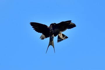 青空バックにツバメの空中給餌シーン