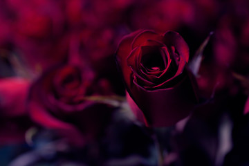 Red rose with darker tones