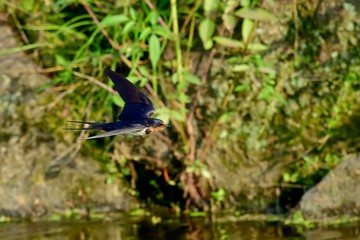 水面をバックに飛ぶツバメ