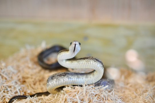 Baby rat snake with tongue out