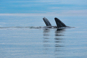 Naklejka premium Aletas de ballena franca