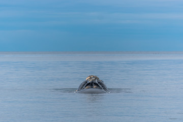 Fototapeta premium ballena cabeza