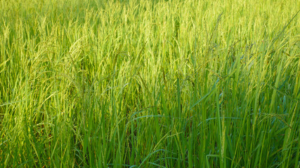 Green rice in Thailand argiculture concept.