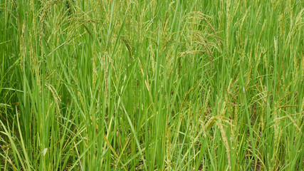 Green rice in Thailand argiculture concept.
