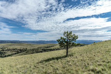 Lonely evergreen tree in a hill in the Rocky Mountains of Colorado