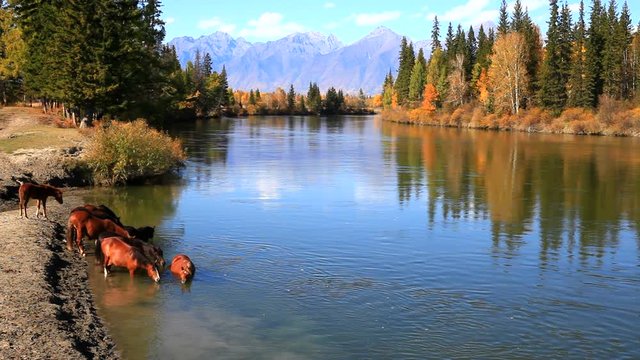 Rustic autumnal landscape  with horses by the Irkut  River in sunny day. Eastern Sayan Mountains in the distance. Siberia, Buryatia, Tunka valley, Kyren, Arshan, Nugan village