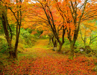 Naklejka premium 写真素材：岡山県、紅葉、もみじ、たたら記念館、越畑ふるさと村