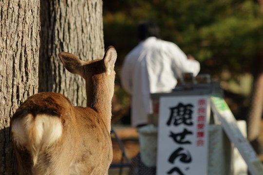 鹿の後ろ姿 のストック写真 ロイヤリティフリーの画像 ベクター イラスト Adobe Stock