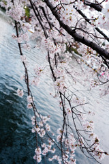 池桜４