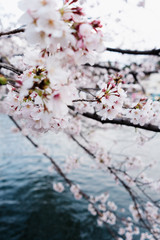 池桜３