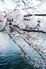 池桜２
