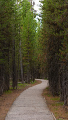 The Path Ahead, leading through he forest to the future.