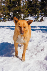 Red dog on snow in a bright day