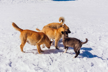 Four dogs on snow in a bright day