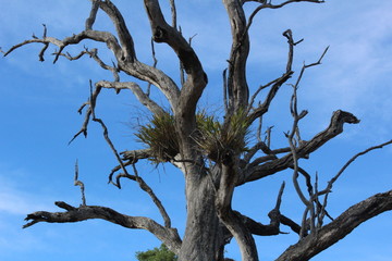 Tree in Kruger National Park, South Africa