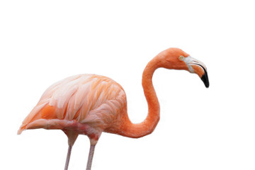 Fototapeta premium A Flamingo (trimmed)
