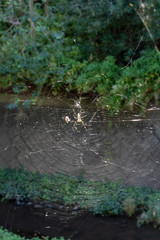 	蜘蛛の巣　横浜　江川せせらぎ緑道