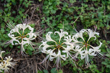 彼岸花 横浜 江川せせらぎ緑道