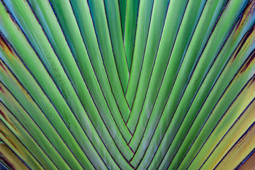 Green and yellow palm leaf texture, template, background