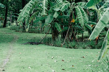 Horizontal shot of water monitor walking near banana tree in the park. Varanus salvator also common water monitor is a large varanid lizard native to South and Southeast Asia.