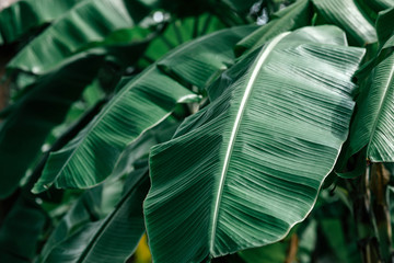 Close up of banana leaves in lush tropical garden in the daytime. Real photo made in Thailand. Floral jungle pattern background. Nature and plant concept. Horizontal shot. Selective focus