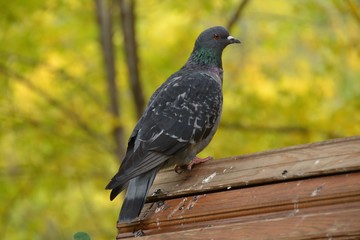 Pigeon on the wooden roof of the feeder
