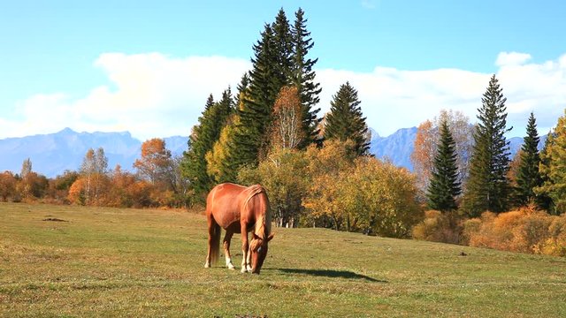 Brown horse in a meadow at a warm autumn day on baskground of the forest and Eastern  Sayan Mountains on sunset. Ringing of a bell is heard. Beautiful rural landscape 
