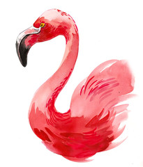 Beautiful flamingo bird. Watercolor illustration © berdsigns